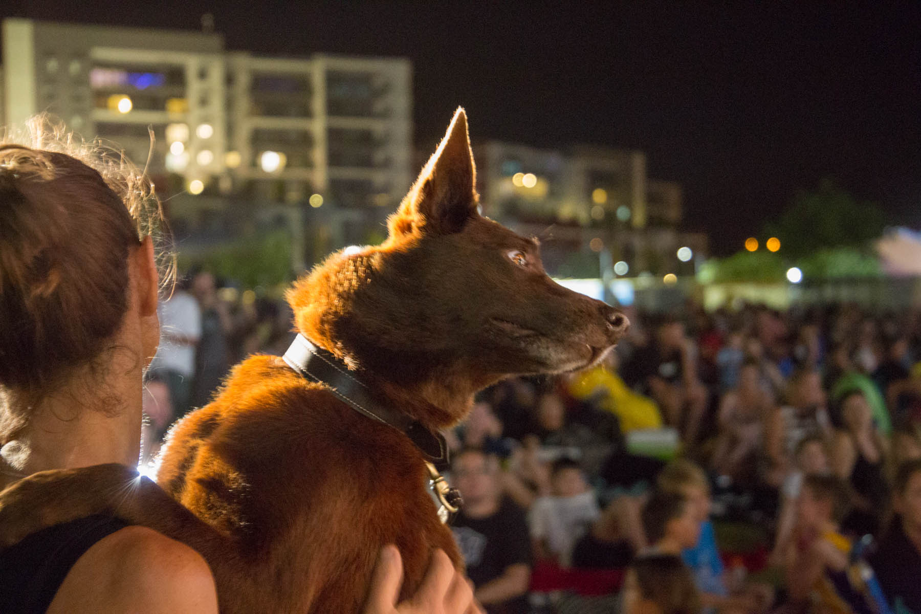 Red Dog: True Blue World Premier 2016